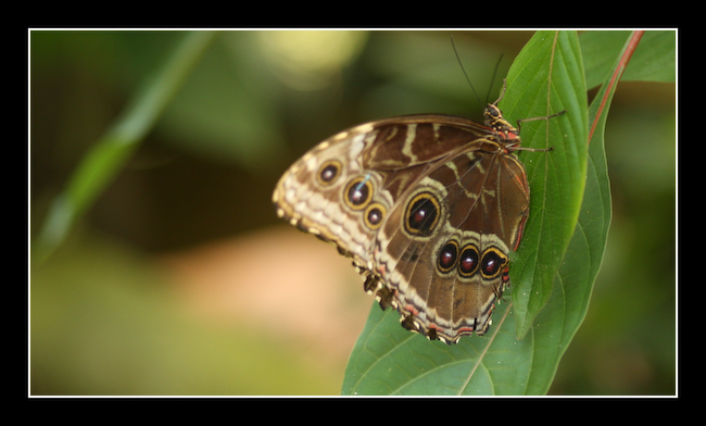 LT Papillon 05